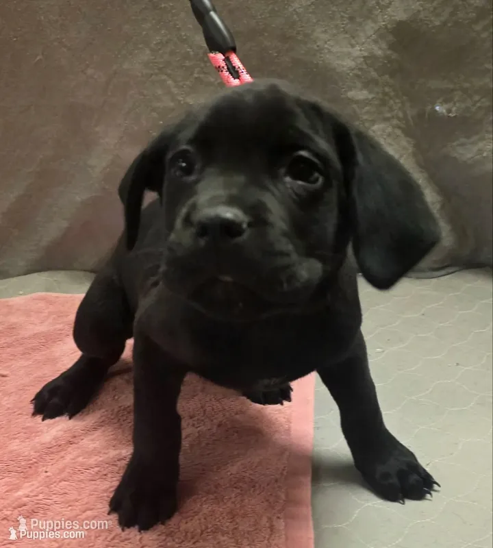 Black female – Cane Corso puppy for sale in Black Earth, WI