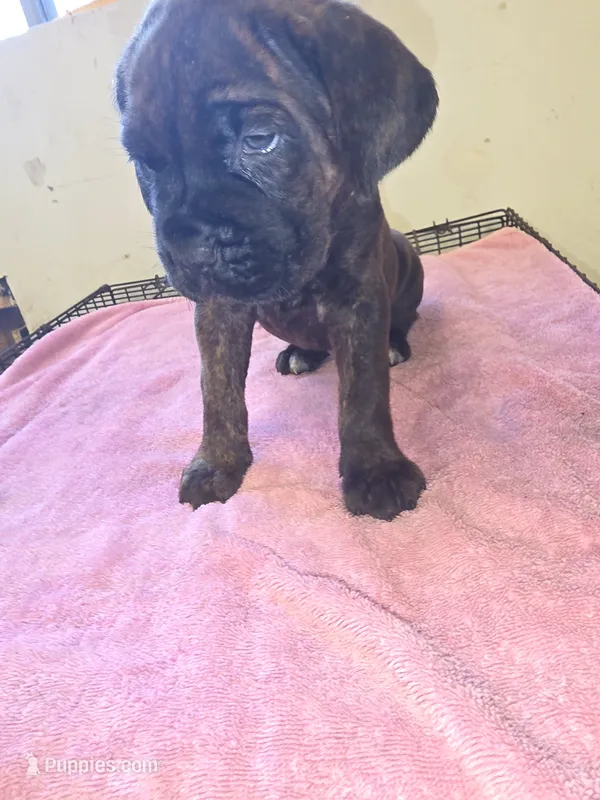 Florescent green/yellow Brindle  – Cane Corso puppy for sale in Black Earth, WI