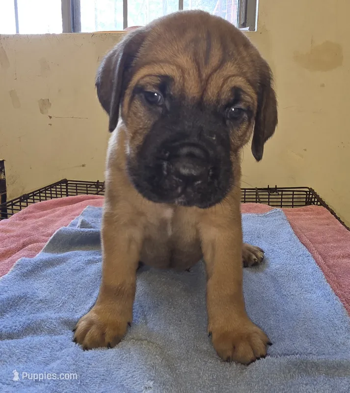 Light Brown – Cane Corso puppy for sale in Black Earth, WI