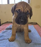 Light Brown, a male Cane Corso for sale in Black Earth, WI – 1 of 5