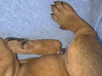 Royal Blue , a male Cane Corso for sale in Black Earth, WI – 9 of 9