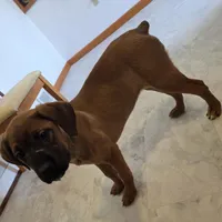 RUSTY female Brown/Red, a female Cane Corso for sale in Black Earth, WI – Photo 2 of 2