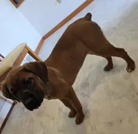 RUSTY female Brown/Red, a female Cane Corso for sale in Black Earth, WI – Photo 2 of 2