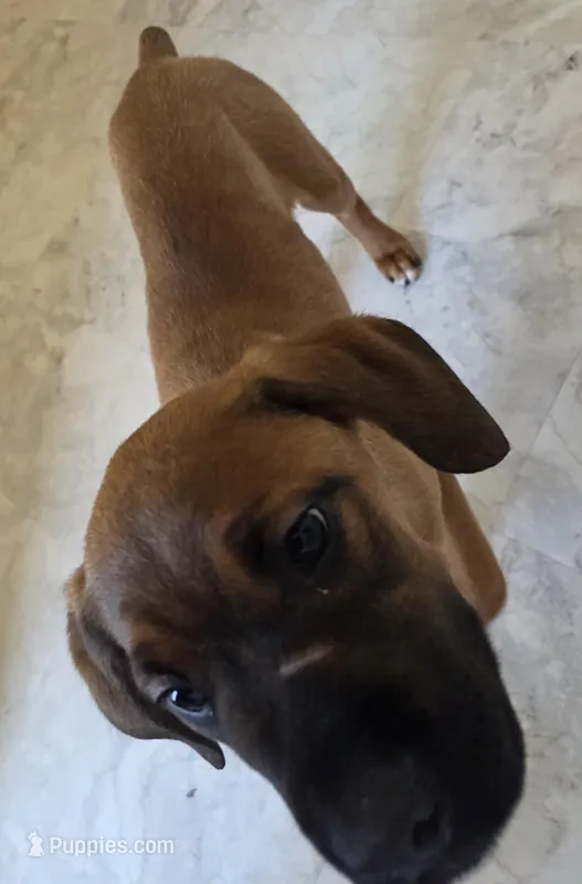 RUSTY female Brown/Red