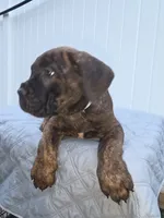 Light Blue Collar. Male Chestnut Brindle , a male Cane Corso for sale in Black Earth, WI – 2 of 5