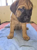 Light Brown, a male Cane Corso for sale in Black Earth, WI – 2 of 5