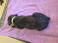 Florescent green/yellow Brindle , a female Cane Corso for sale in Black Earth, WI – 2 of 9