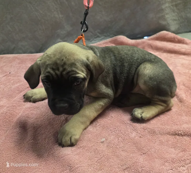 Fawn and tan female – Cane Corso puppy for sale in Black Earth, WI