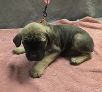 Fawn and tan female, a female Cane Corso for sale in Black Earth, WI – 1 of 4