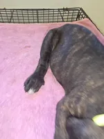 Florescent green/yellow Brindle , a female Cane Corso for sale in Black Earth, WI – 4 of 9