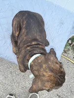 Light Blue Collar. Male Chestnut Brindle , a male Cane Corso for sale in Black Earth, WI – 5 of 5
