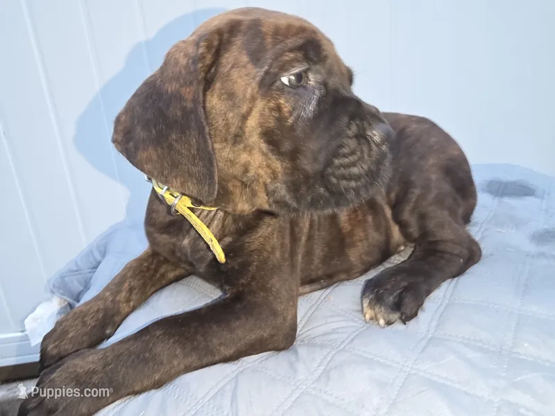 Yellow collar, Male Chestnut Brindle SH – Cane Corso puppy for sale in Black Earth, WI