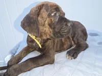 Yellow collar, Male Chestnut Brindle SH, a male Cane Corso for sale in Black Earth, WI – 1 of 10