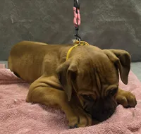 Gold Collar female, a female Cane Corso for sale in Black Earth, WI – 2 of 3