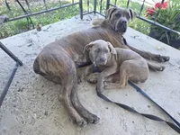 Pink Collar. Grey Brindle Cane Corso., a female Cane Corso for sale in Black Earth, WI – 1 of 4