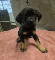 Black and tan female, a female Cane Corso for sale in Black Earth, WI – 3 of 3