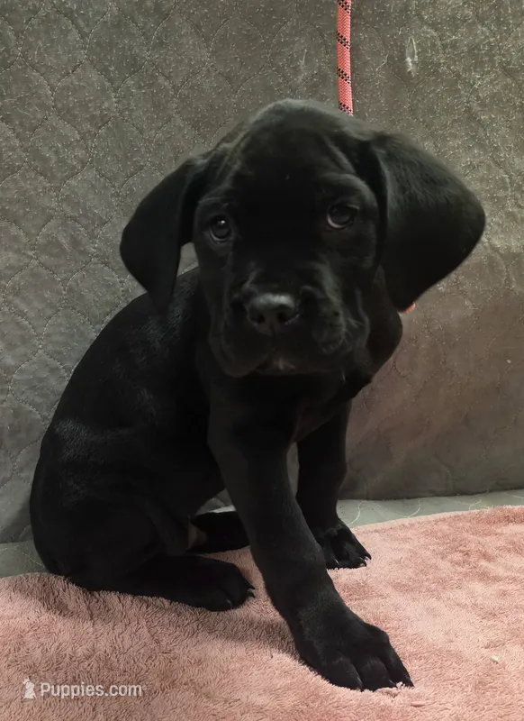 Sniny all Black male – Cane Corso puppy for sale in Black Earth, WI