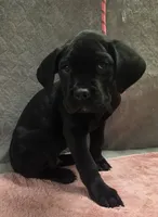 Sniny all Black male, a male Cane Corso for sale in Black Earth, WI – 1 of 2