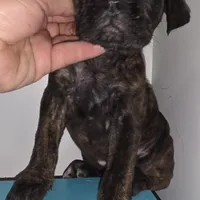 Penny Female Brindle, a female Cane Corso for sale in Black Earth, WI – Photo 2 of 2