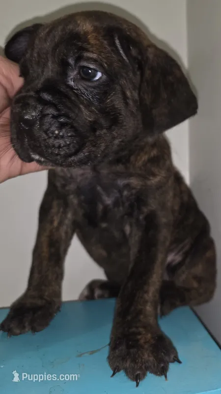 Penny Female Brindle