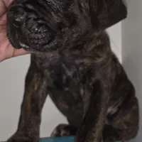 Penny Female Brindle, a female Cane Corso for sale in Black Earth, WI – Photo 1 of 2