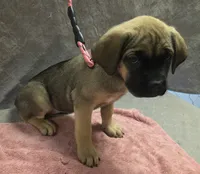 Fawn female (soft and fluffy), a female Cane Corso for sale in Black Earth, WI – 3 of 5