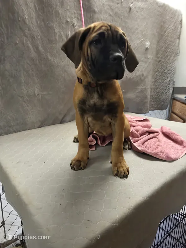 Fawn female – Cane Corso puppy for sale in Black Earth, WI