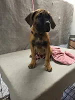 Fawn female, a female Cane Corso for sale in Black Earth, WI – 1 of 3