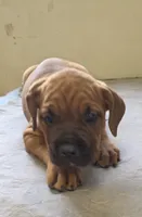 Blue collar, Male Red Fawn, a male Cane Corso for sale in Black Earth, WI – 10 of 10