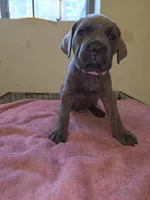 Pink Blue Formentino Brindle, a female Cane Corso for sale in Black Earth, WI – 1 of 3