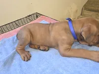 Royal Blue , a male Cane Corso for sale in Black Earth, WI – 8 of 9
