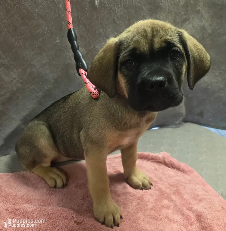 Fawn female (soft and fluffy) – Cane Corso puppy for sale in Black Earth, WI