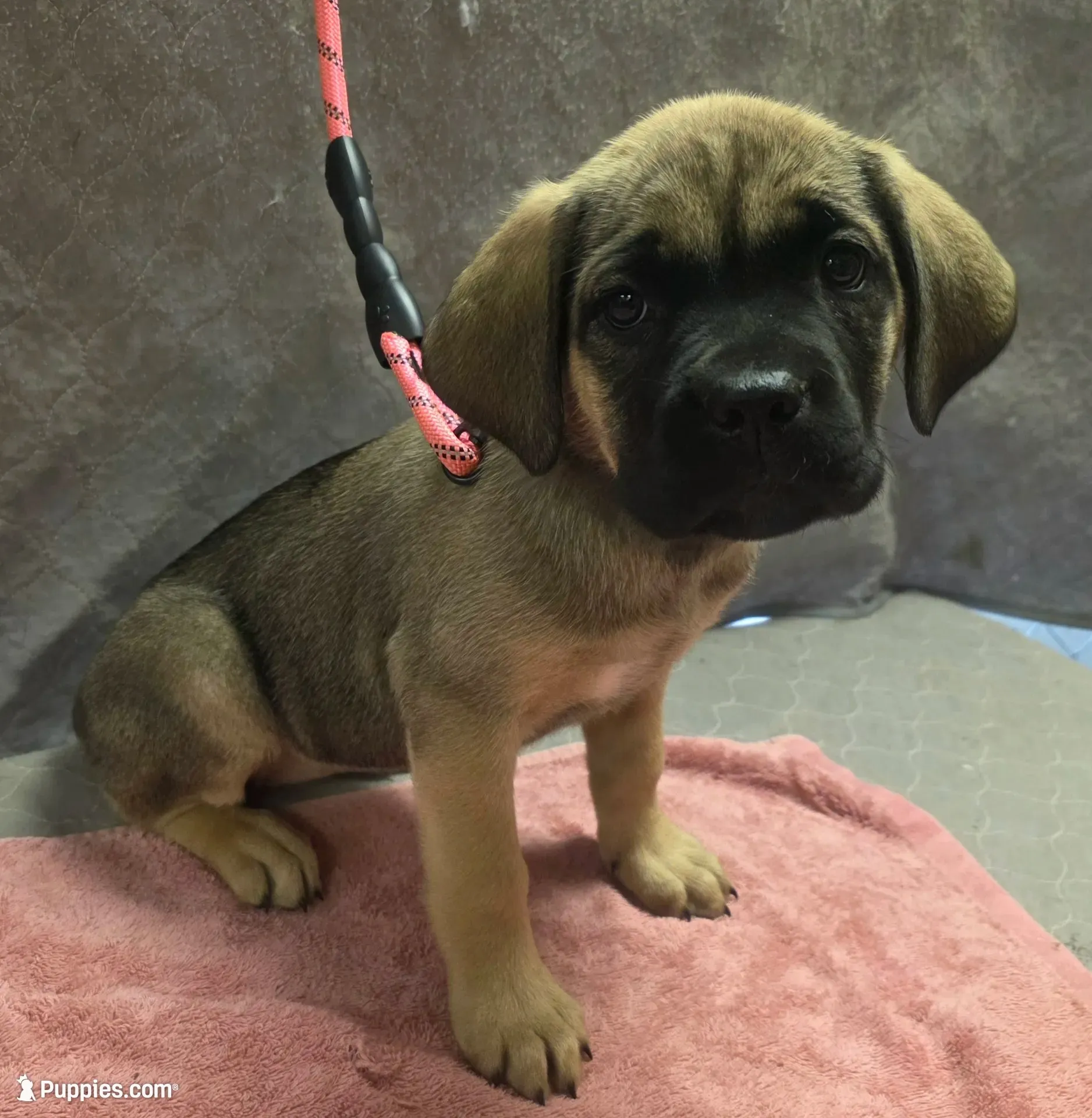 Fawn female (soft and fluffy), a female Cane Corso for sale in Black Earth, WI – 1 of 5