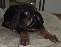 Nina female Black & Tan, a female Cane Corso for sale in Black Earth, WI – Photo 2 of 2