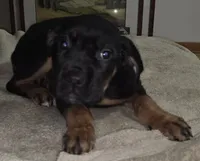 Nina female Black & Tan, a female Cane Corso for sale in Black Earth, WI – Photo 1 of 2