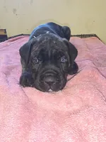 Black Brindle , a male Cane Corso for sale in Black Earth, WI – 4 of 8