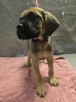 Fawn female, a female Cane Corso for sale in Black Earth, WI – 3 of 4