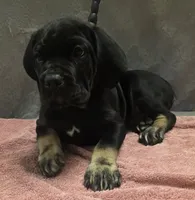 Black and tan male  (big puppy), a male Cane Corso for sale in Black Earth, WI – 2 of 4