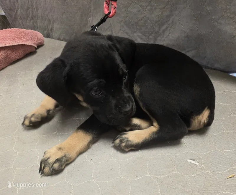 Black and tan female – Cane Corso puppy for sale in Black Earth, WI