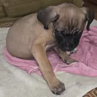 Mable female Fawn, a female Cane Corso for sale in Black Earth, WI – Photo 3 of 10
