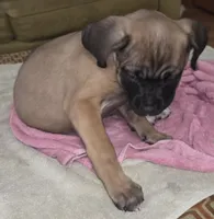 Mable female Fawn, a female Cane Corso for sale in Black Earth, WI – Photo 3 of 10