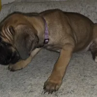 Mable female Fawn, a female Cane Corso for sale in Black Earth, WI – Photo 9 of 10