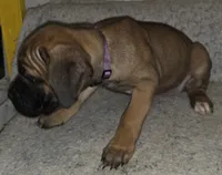 Mable female Fawn, a female Cane Corso for sale in Black Earth, WI – Photo 9 of 10