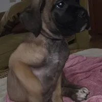 Mable female Fawn, a female Cane Corso for sale in Black Earth, WI – Photo 1 of 10