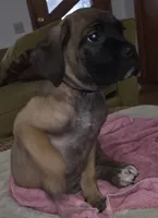 Mable female Fawn, a female Cane Corso for sale in Black Earth, WI – Photo 1 of 10