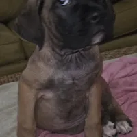 Mable female Fawn, a female Cane Corso for sale in Black Earth, WI – Photo 2 of 10