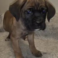 Mable female Fawn, a female Cane Corso for sale in Black Earth, WI – Photo 8 of 10