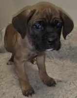 Mable female Fawn, a female Cane Corso for sale in Black Earth, WI – Photo 8 of 10