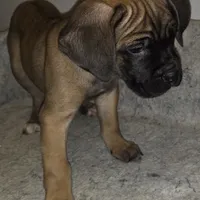 Mable female Fawn, a female Cane Corso for sale in Black Earth, WI – Photo 5 of 10
