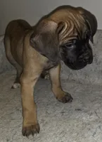 Mable female Fawn, a female Cane Corso for sale in Black Earth, WI – Photo 5 of 10